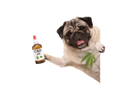 CBD olaj a kutyának - hogyan nyugtasd meg őt