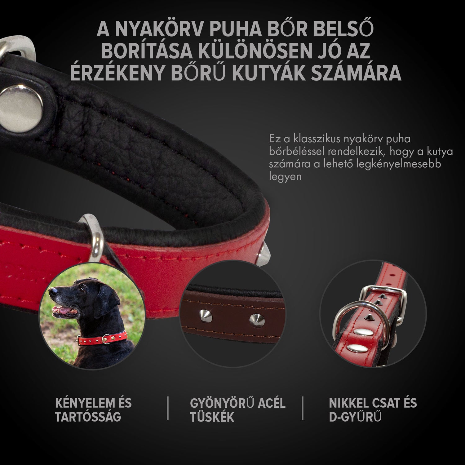 kutya felszerelés, kutyás webshop, kutyás blog, nyakörvek , nyakörv,kutya nyakörv, kutya nyakorv, kutyanyakörv, bőr nyakörv, bőr kutya nyakörv, szegecses nyakörv, nyakörv póráz szett, egyedi nyakörv, nyakörv vagy hám, nyakörv felhelyezése, 