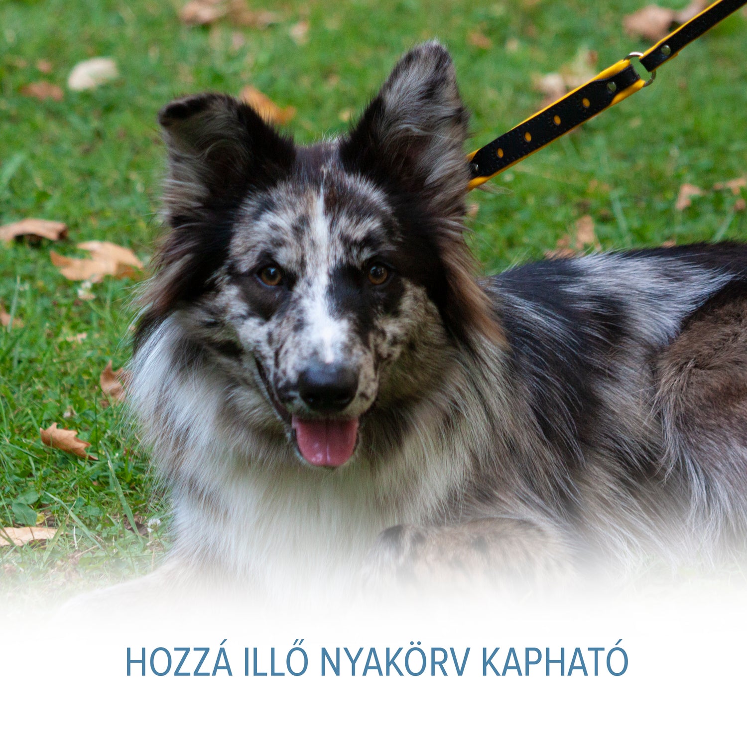 Fényvisszaverő bőr póráz - kontrasztos színekkel - Corspet Hungary